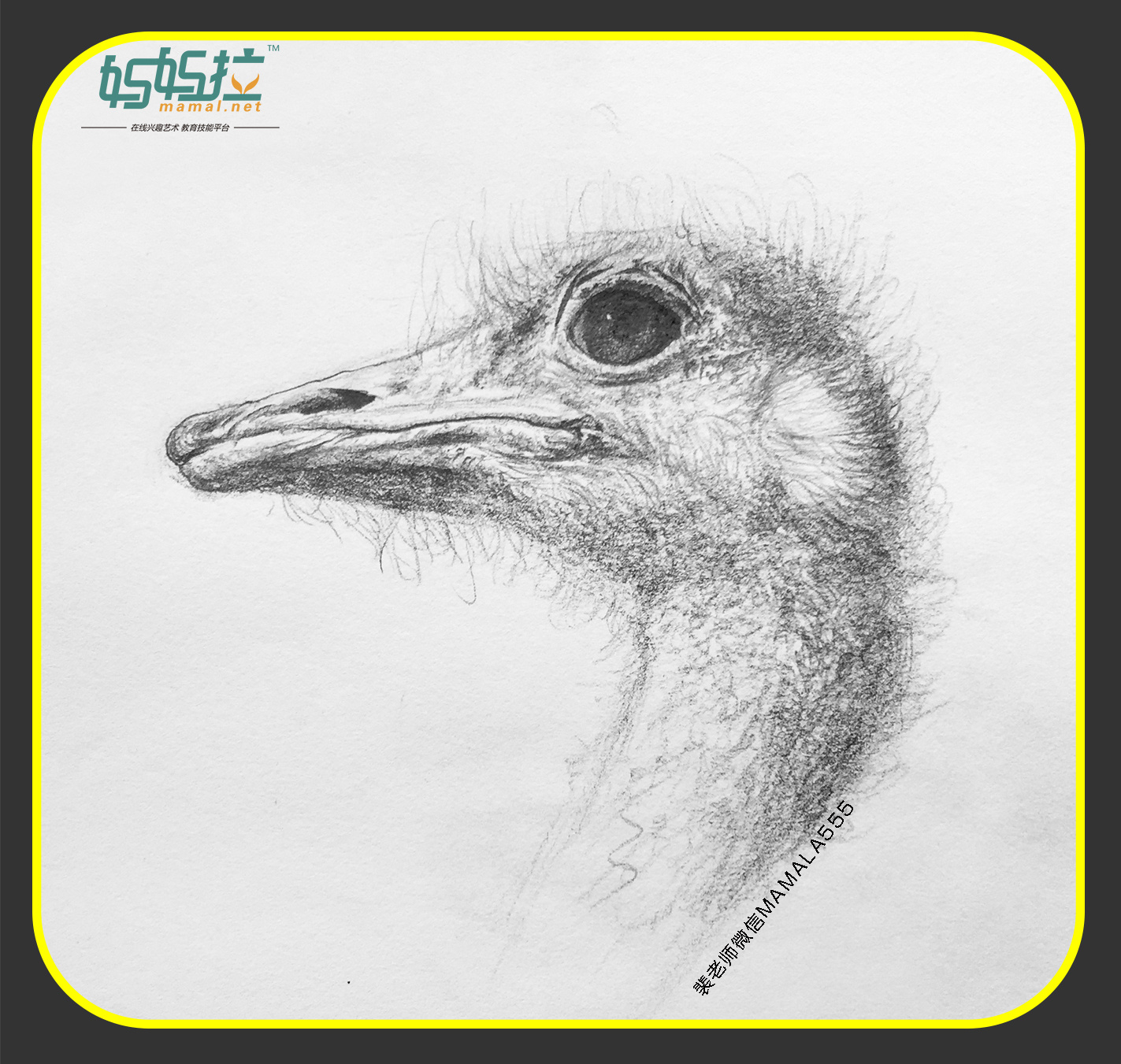 中央美院毕业裴俊飞老师妈妈拉艺术学院速写动物鸵鸟