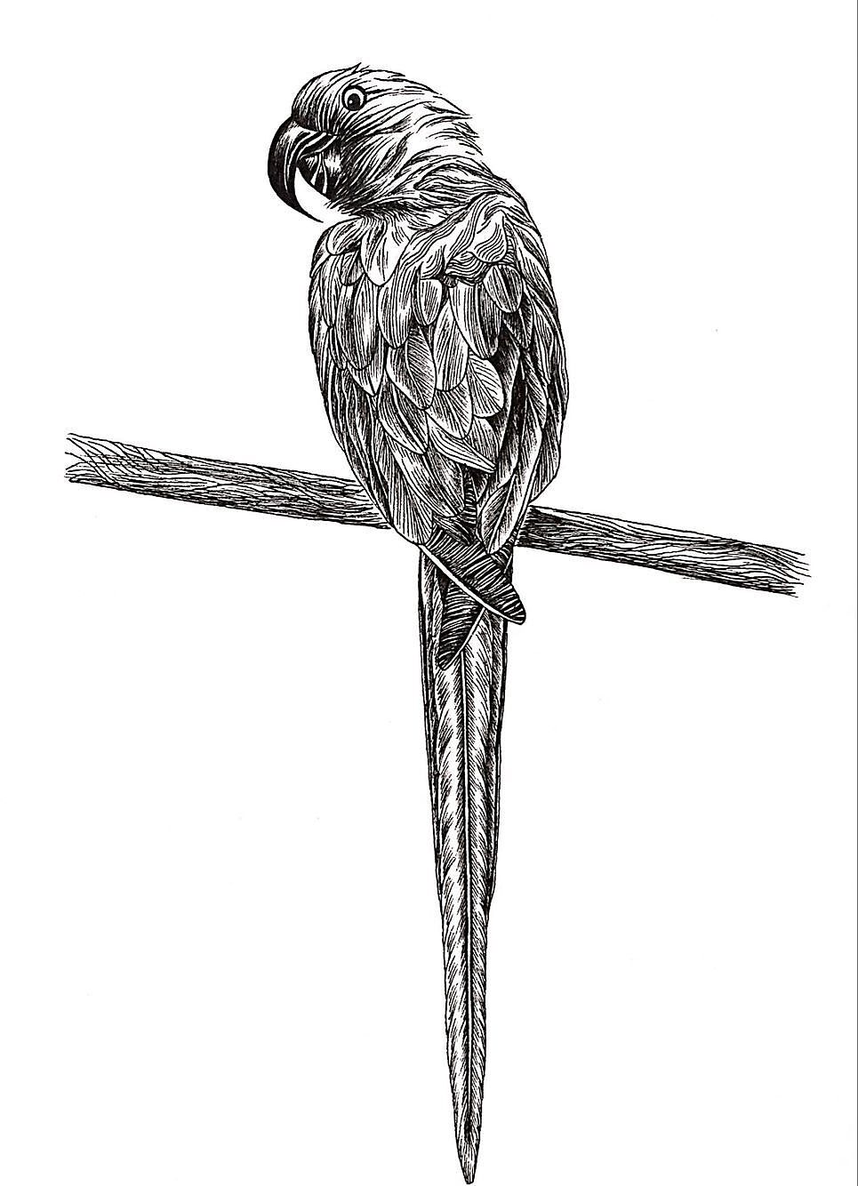 黑白动物绘|纯艺术|绘画|地主家也没有余粮 - 原创作品 - 站酷 (zcool