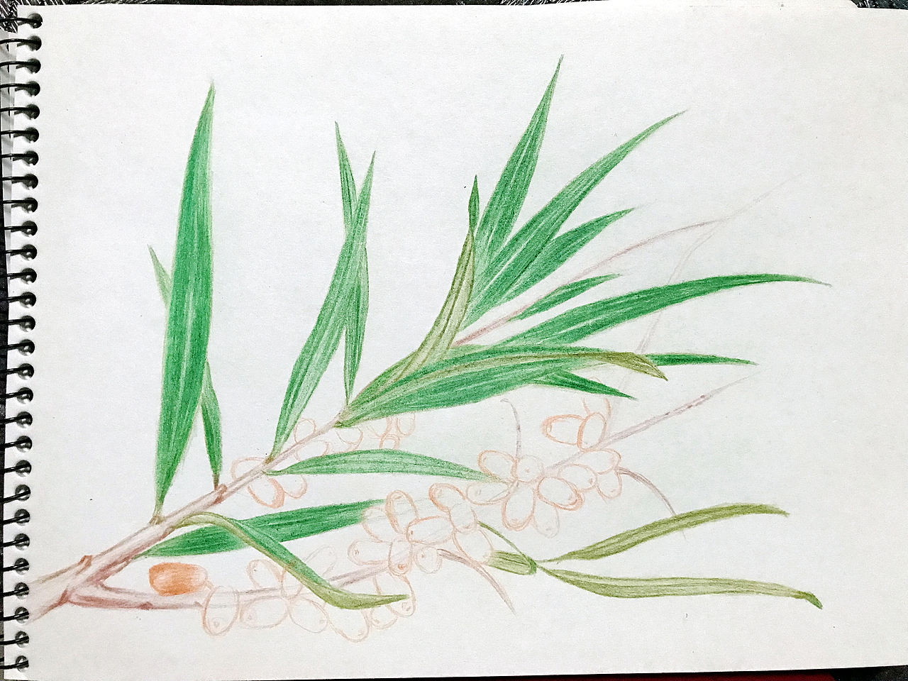 2017_12_19沙棘（圖ZMTAxMDQ2MDU2） - 繪本 - 站酷設(shè)計師hairuisongYG原創(chuàng)素材 - 站酷ZCOOL