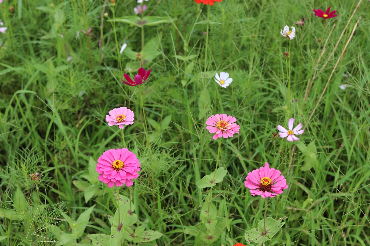 花海（图ZMTMzMjE0NzU2） - 风光摄影 - 站酷设计师梦醒时分sr原创素材 - 站酷ZCOOL