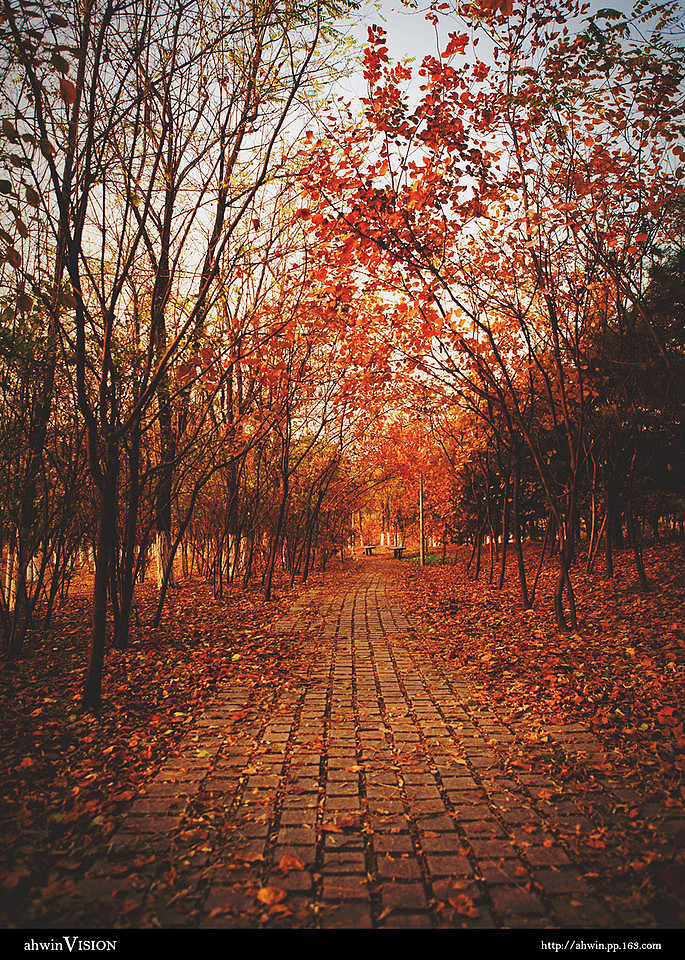 森林公园散心随拍