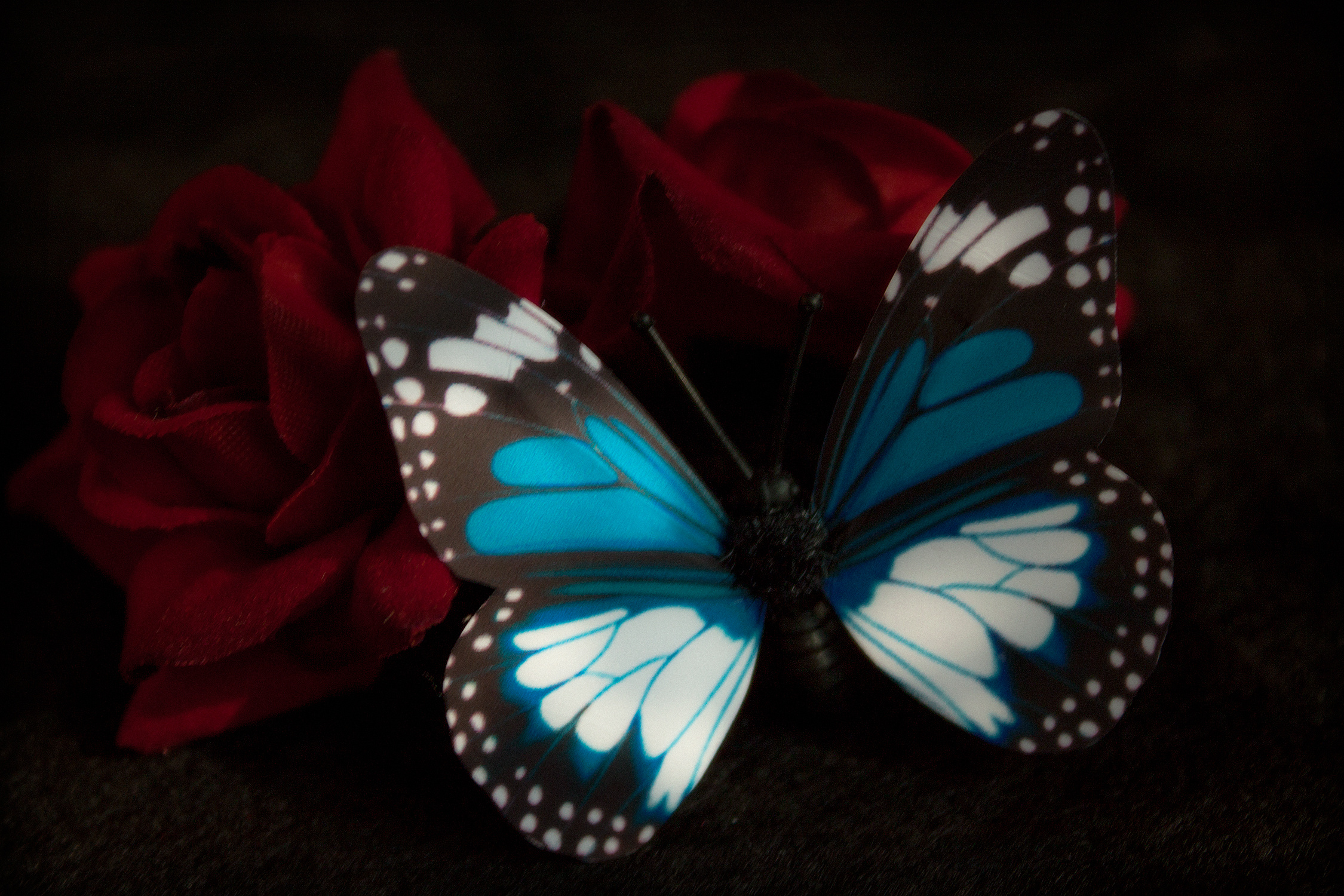 随便拍拍 蝴蝶和玫瑰