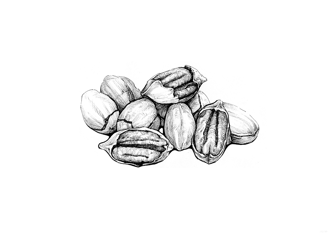 坚果（图ZMzgzMjg1MDA=） - 商业插画 - 站酷设计师Lao妖怪原创素材 - 站酷ZCOOL