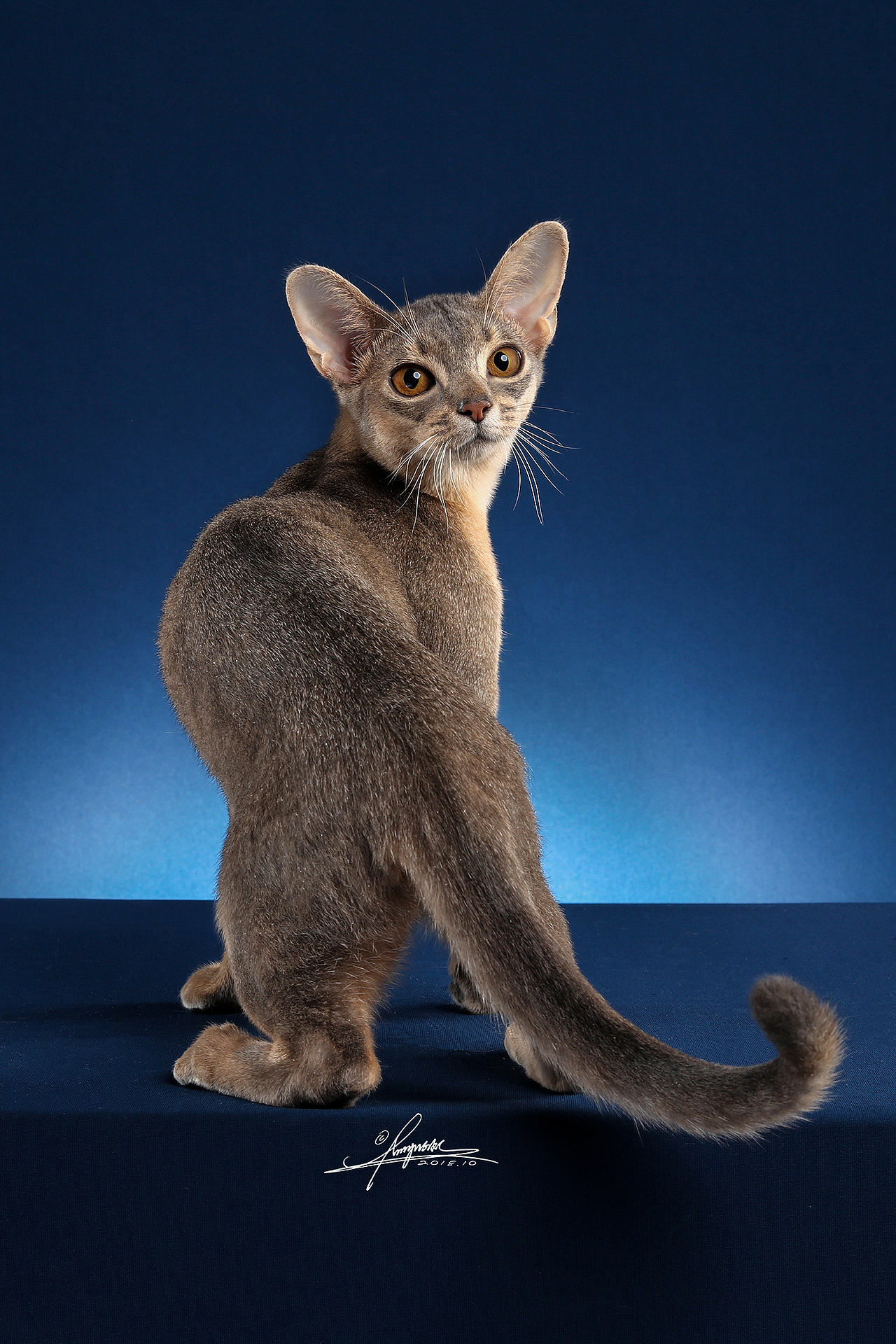 阿比西尼亚猫