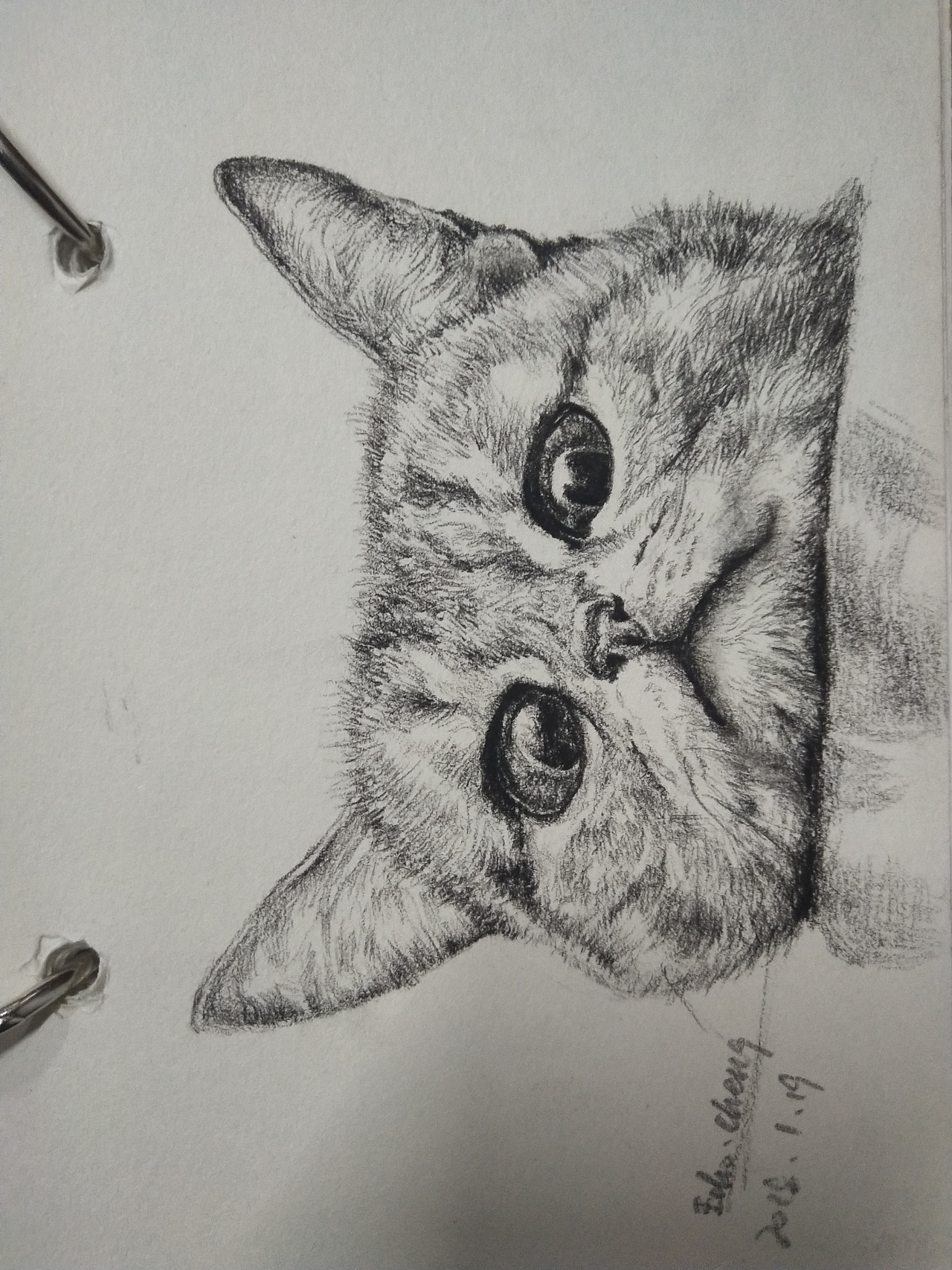 碳素笔画猫图片