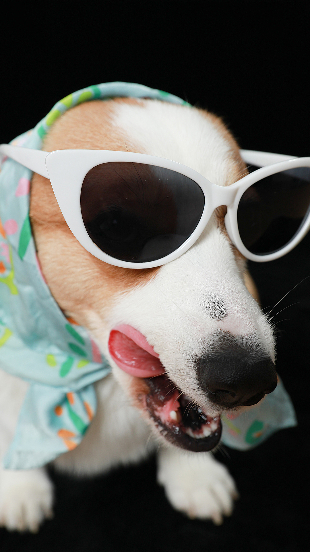 柯基摄影（图ZMTgwMjc0MTYw） - 宠物摄影 - 站酷设计师记不住名字的名字原创素材 - 站酷ZCOOL