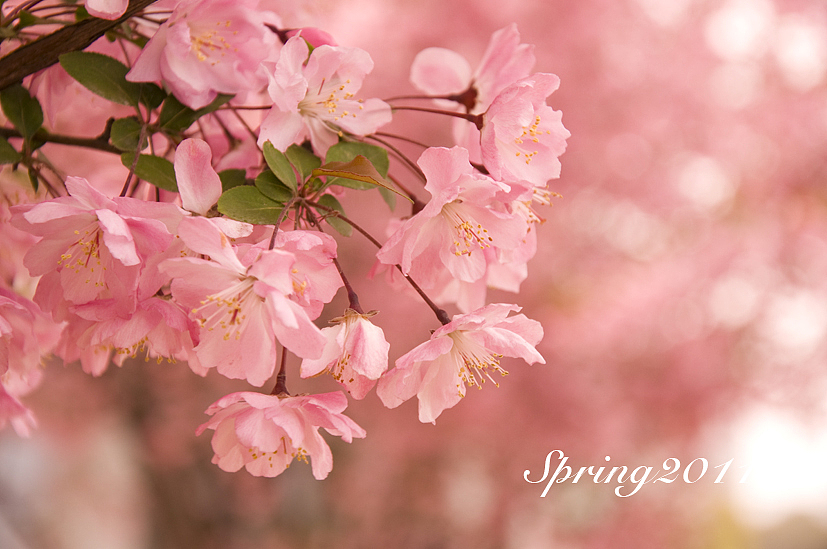 四月芳菲——垂丝海棠怒放（图ZMjczMTIwOA==） - 风光摄影 - 站酷设计师慢熟的兔子原创素材 - 站酷ZCOOL