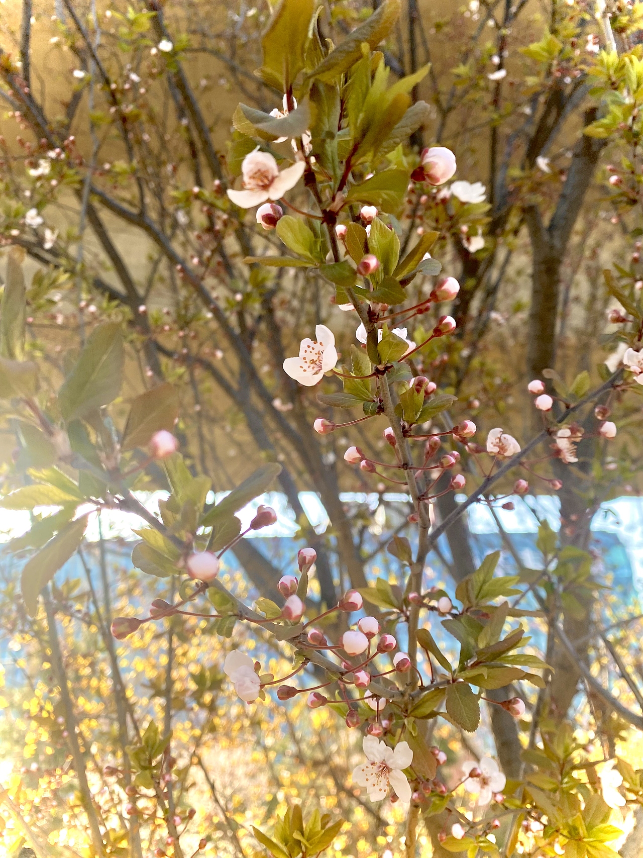 春日來(lái)信（圖ZMjk2NjQ1OTYw） - 其他 - 站酷設(shè)計(jì)師花犵狑原創(chuàng)素材 - 站酷ZCOOL