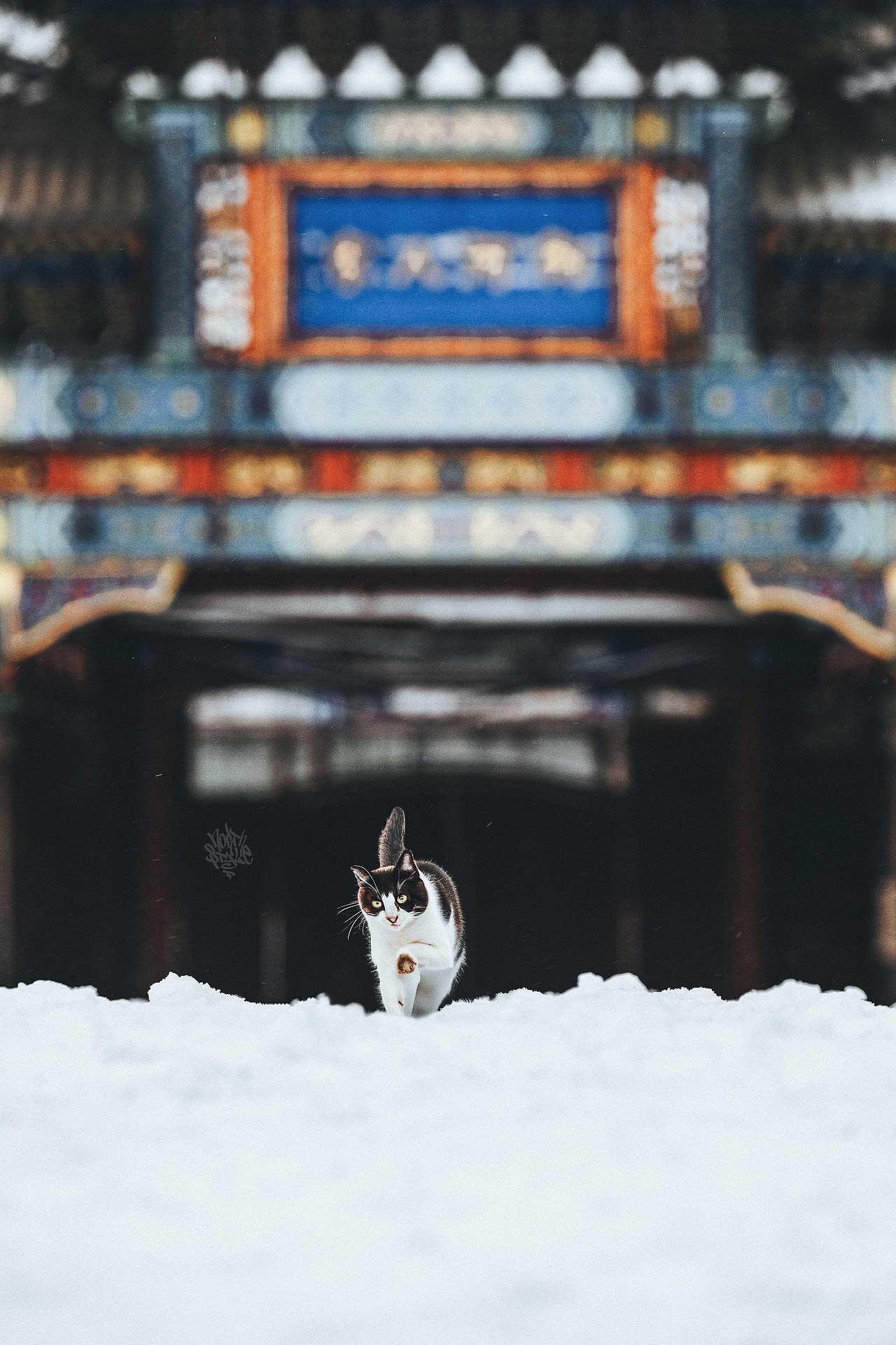 巷子里的猫很自由 但却没有归宿（图ZMzU4MzU4ODAw） - 宠物摄影 - 站酷设计师北武原创素材 - 站酷ZCOOL