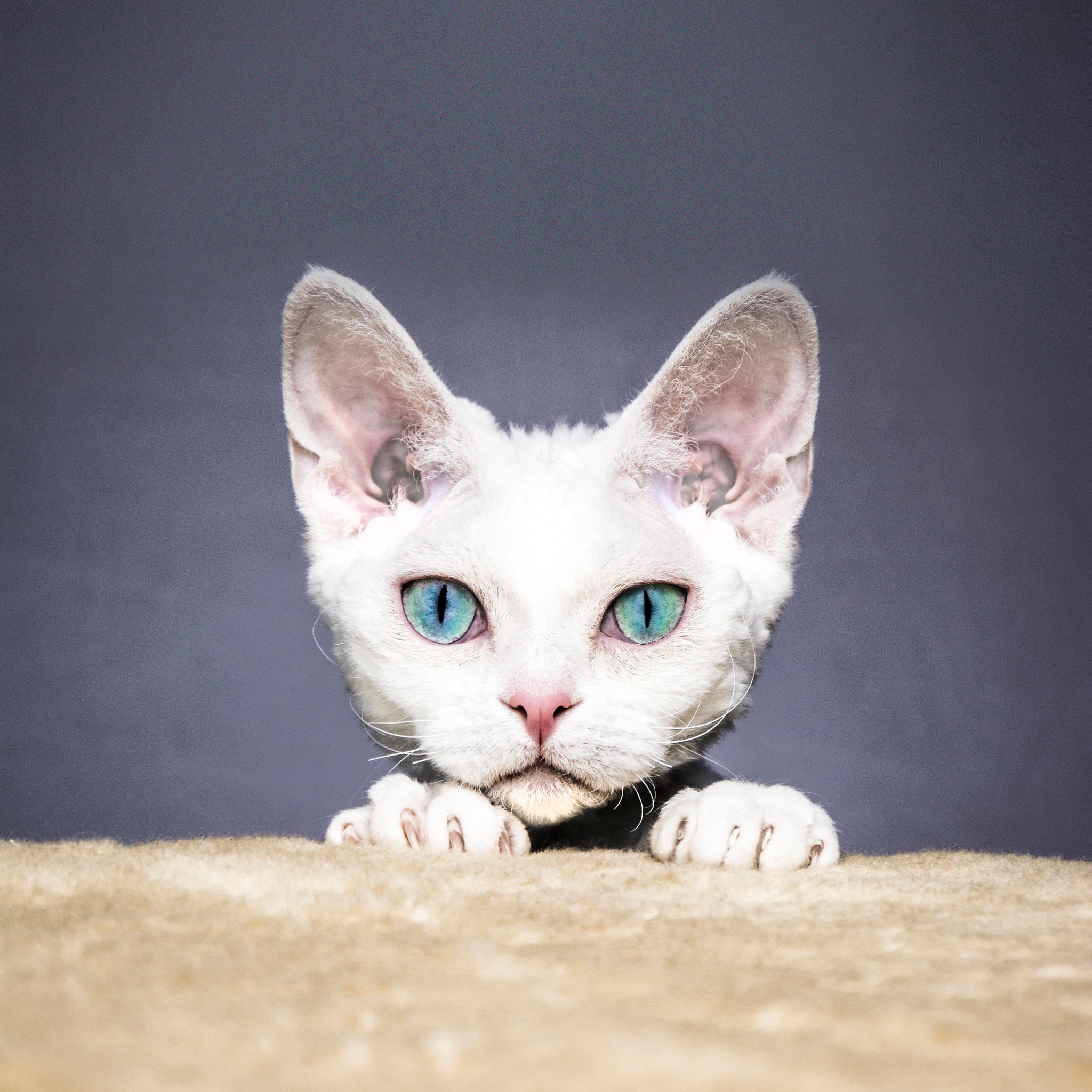 喵二妍的个人主页（封面预览） - 主页封面设置 - 站酷设计师喵二妍原创素材 - 站酷ZCOOL