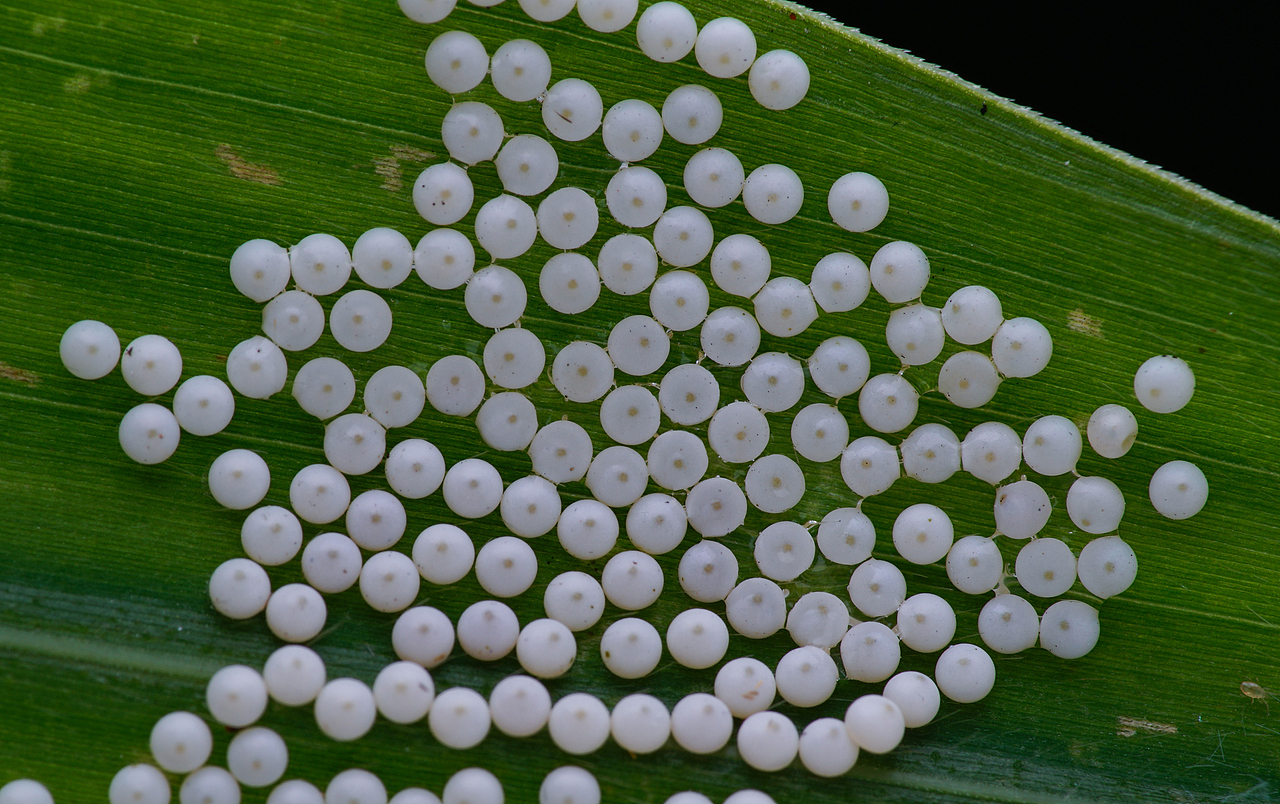 瓜哥微摄-生态微距摄影