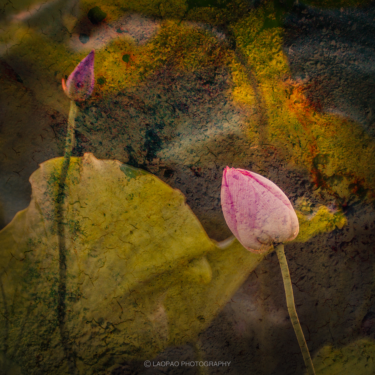 荷花，2019（图ZMTYyMzk3ODI0） - 风光摄影 - 站酷设计师老炮叔叔原创素材 - 站酷ZCOOL