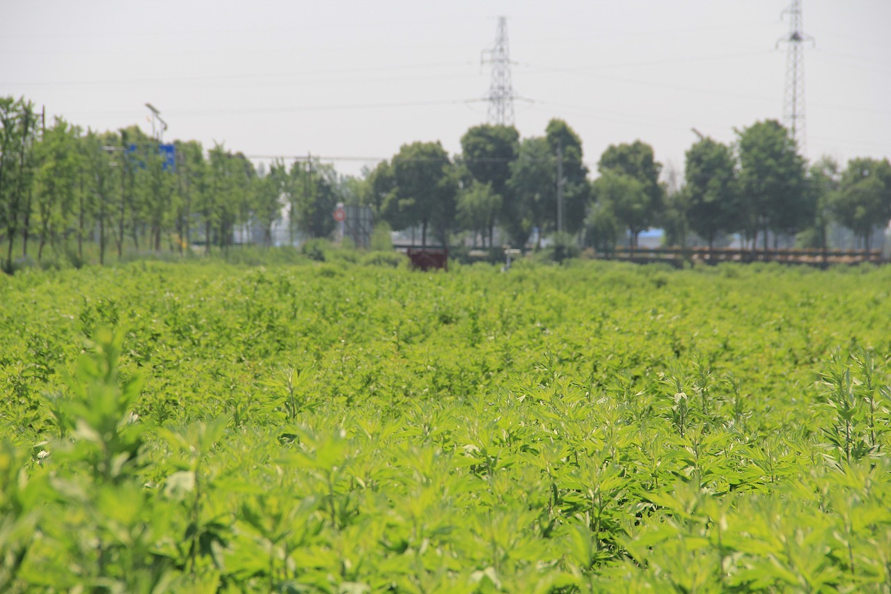 蕲春蕲艾种植基地端午蕲艾拍摄艾条艾叶艾草