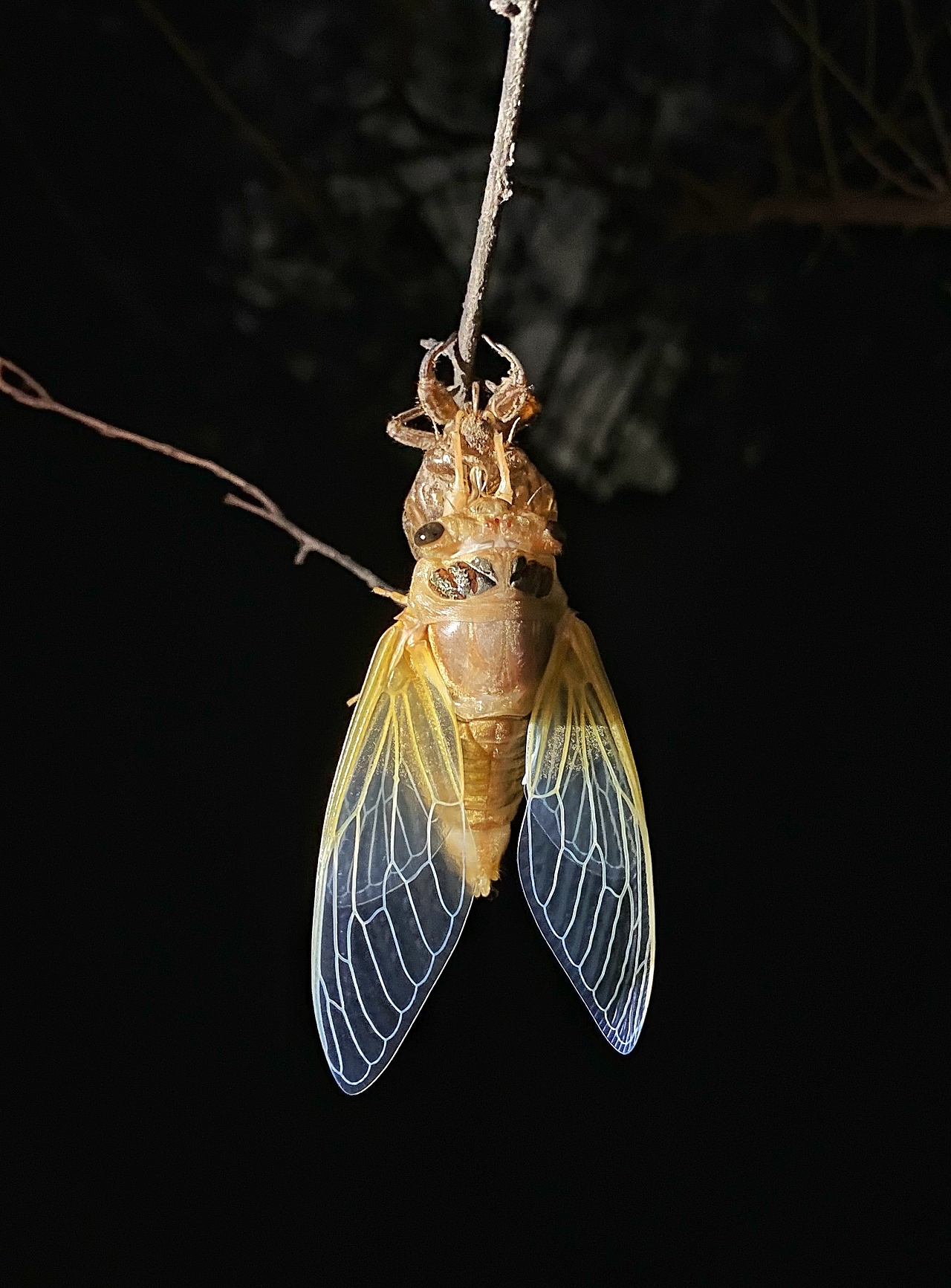 蝉蜕中（图ZMzA5Nzc0MDcy） - 其他摄影 - 站酷设计师侯存林原创素材 - 站酷ZCOOL