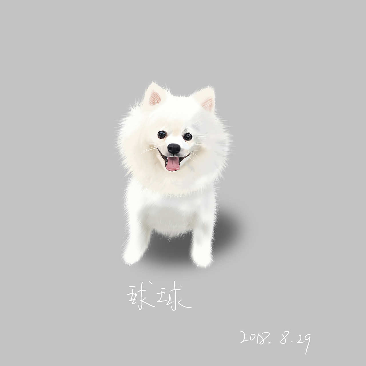 手绘白博美犬-球球宠物狗 博美犬白色|插画|创作习作|缪思缪斯_原创
