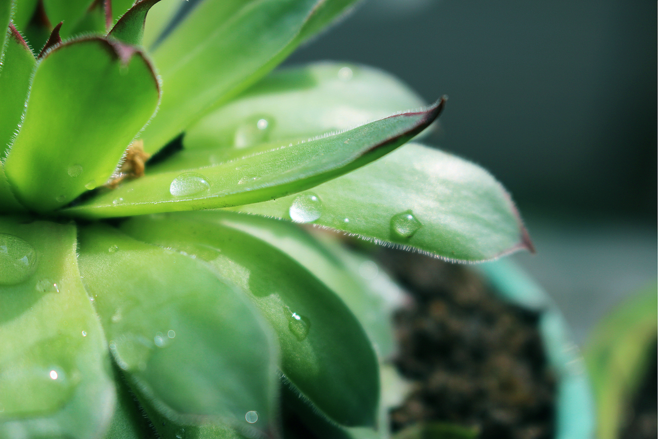 无肉不欢（图ZMTA5NTk2NjYw） - 产品摄影 - 站酷设计师Y阿九原创素材 - 站酷ZCOOL