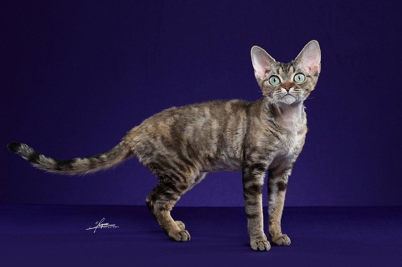 德文卷毛猫-amyworks探须视觉