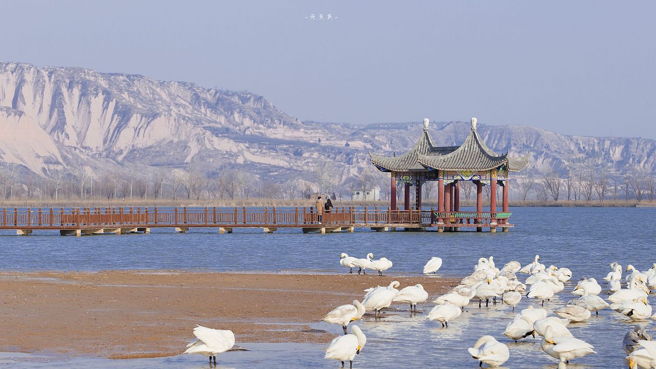 圣天湖 来自西伯利亚的野生天鹅