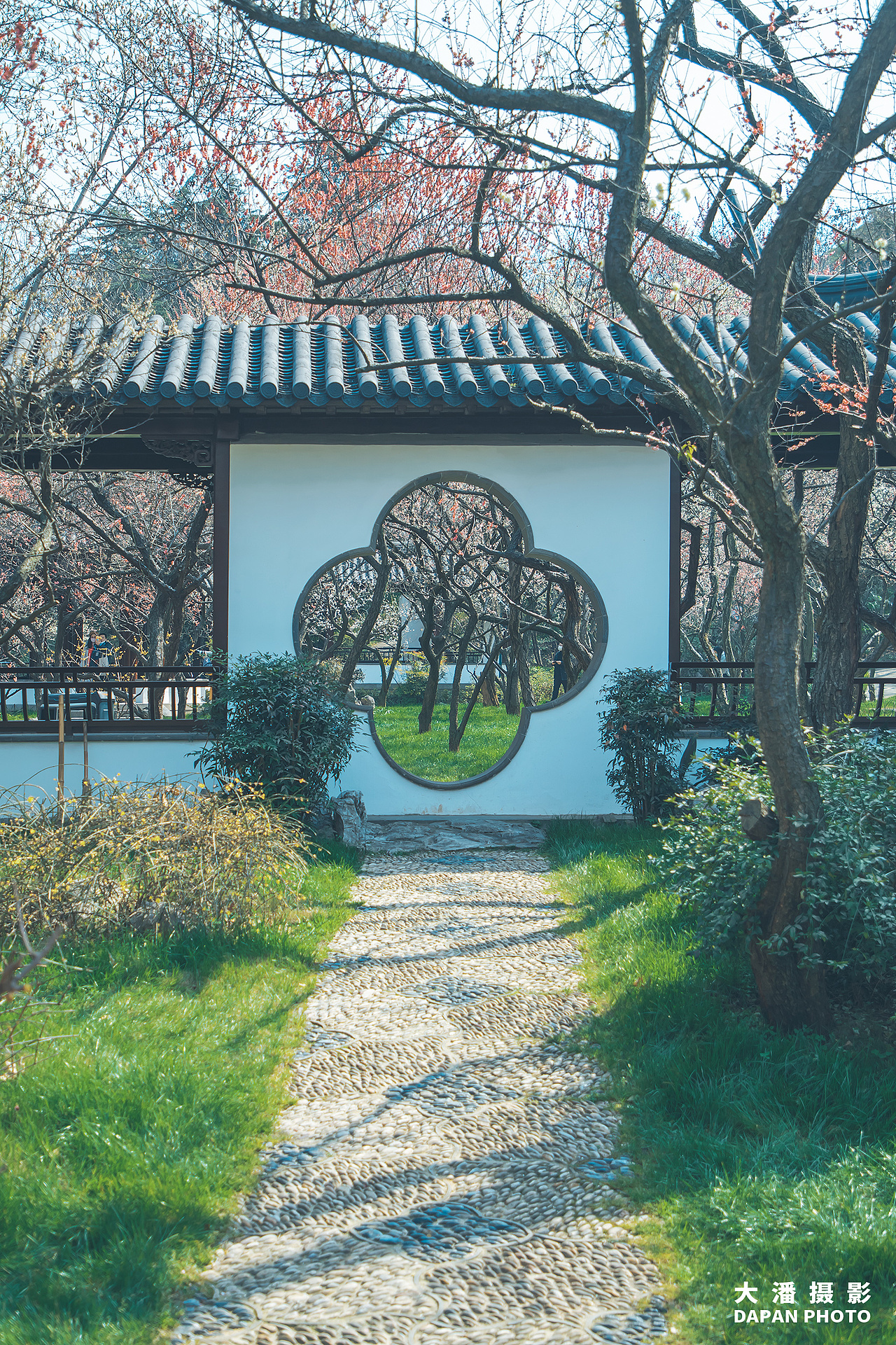 南京雨花台梅岗梅花拍摄