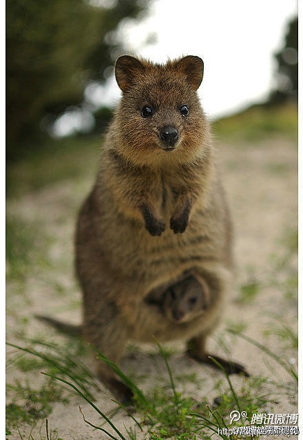 鲨鱼电台-PARK元年4月21日 您好,您的房子到了麻烦签收