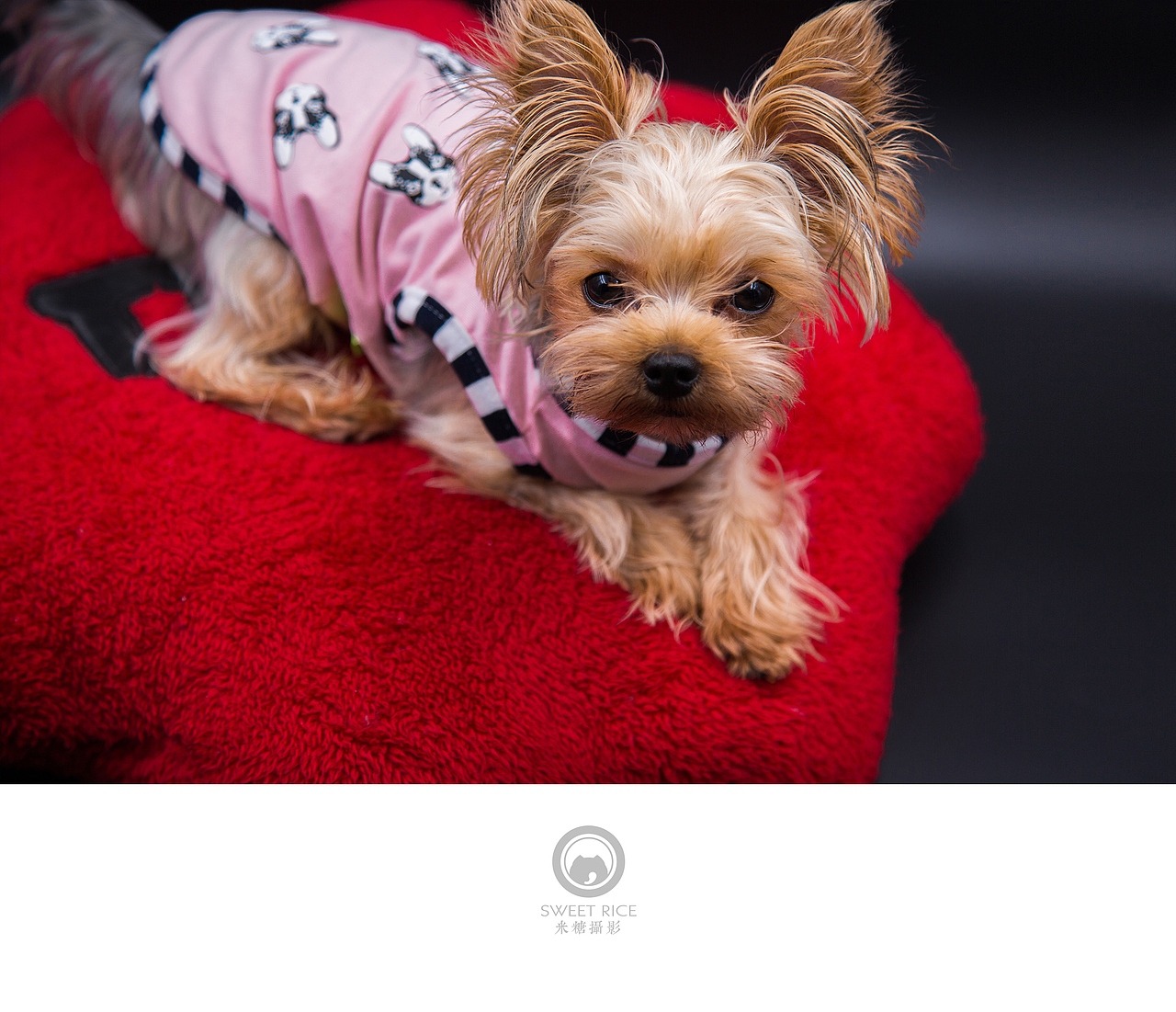 【吐舌菌小momo】呆萌小可爱（图ZNDc0ODAzMzI=） - 宠物摄影 - 站酷设计师挂糖原创素材 - 站酷ZCOOL