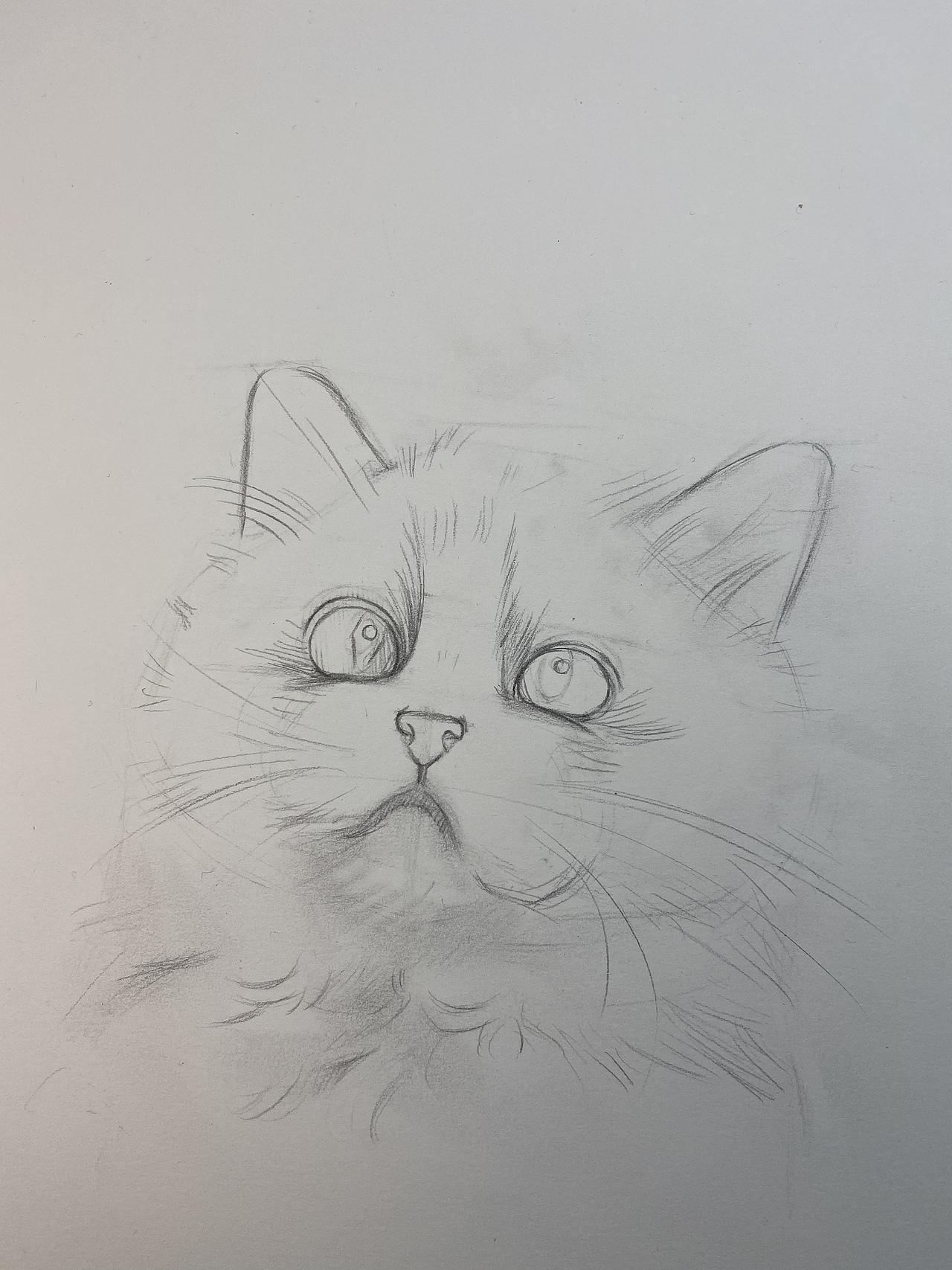 彩铅布偶猫(带步骤)