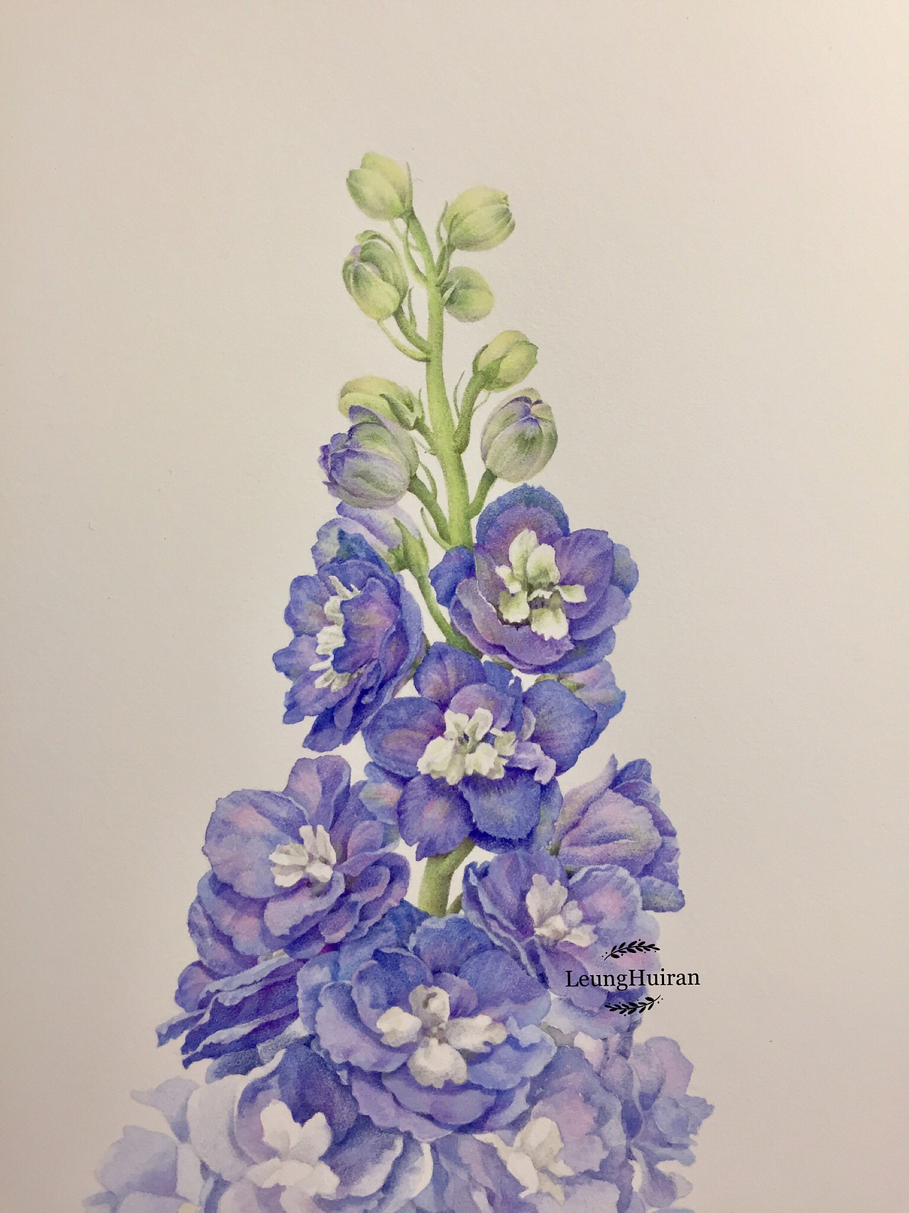 蓝紫色的高贵花朵,其名为 高翠雀花,别名也叫大花飞燕草.