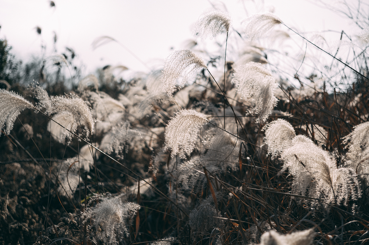 邂逅郊外的野草地（图ZMjgyMzM5NDAw） - 风光摄影 - 站酷设计师糖糖的早茶原创素材 - 站酷ZCOOL