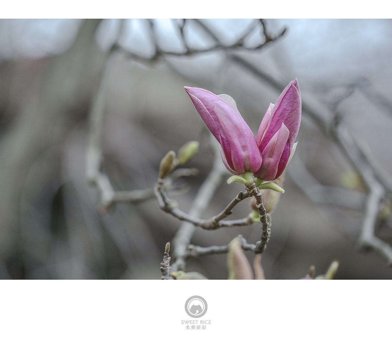 青雨嗅春（图ZNDQwOTU3NjQ=） - 风光摄影 - 站酷设计师挂糖原创素材 - 站酷ZCOOL