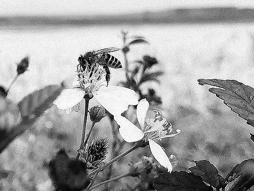 绿色原野 / 家乡