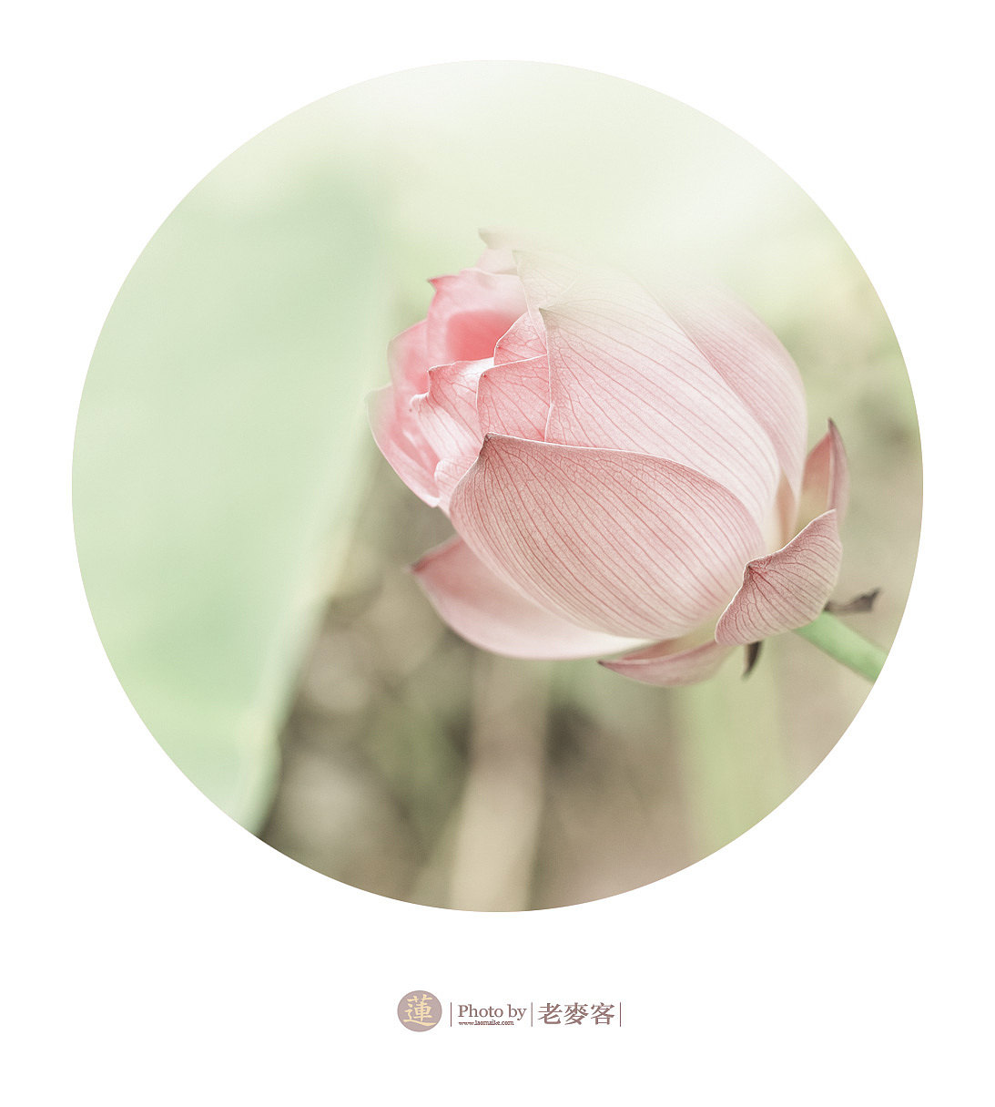 《莲》201406（图ZMTcyNjUyNzI=） - 风光摄影 - 站酷设计师laomaike原创素材 - 站酷ZCOOL