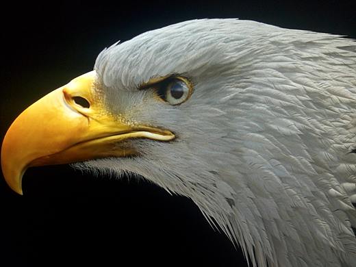 白雕（個(gè)人主頁-ZMjc3NDE3MjA=） - 人物/生物 - 站酷設(shè)計(jì)師Gaiwing_Yu原創(chuàng)素材 - 站酷ZCOOL