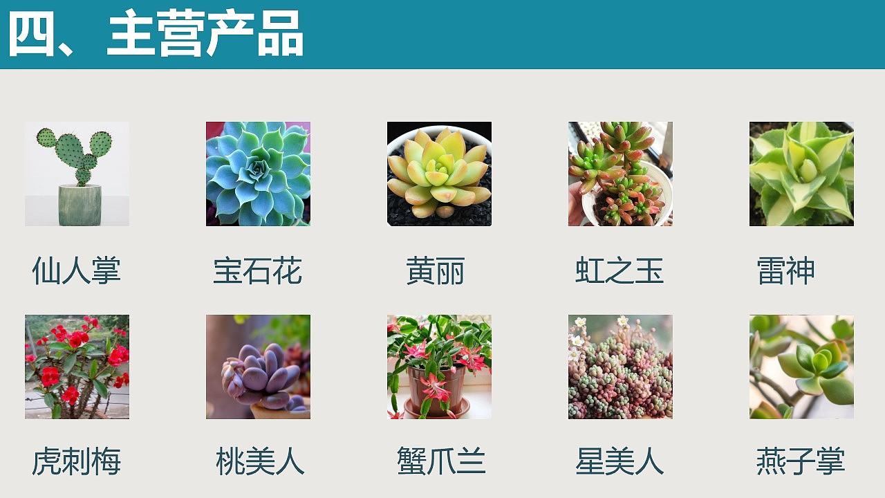 多肉植物商务计划书PPT模板