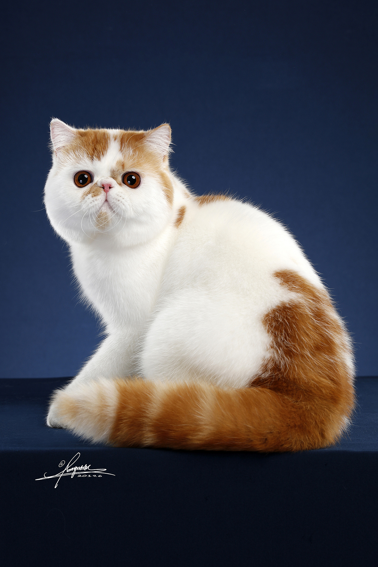 加菲猫什么颜色最贵图片