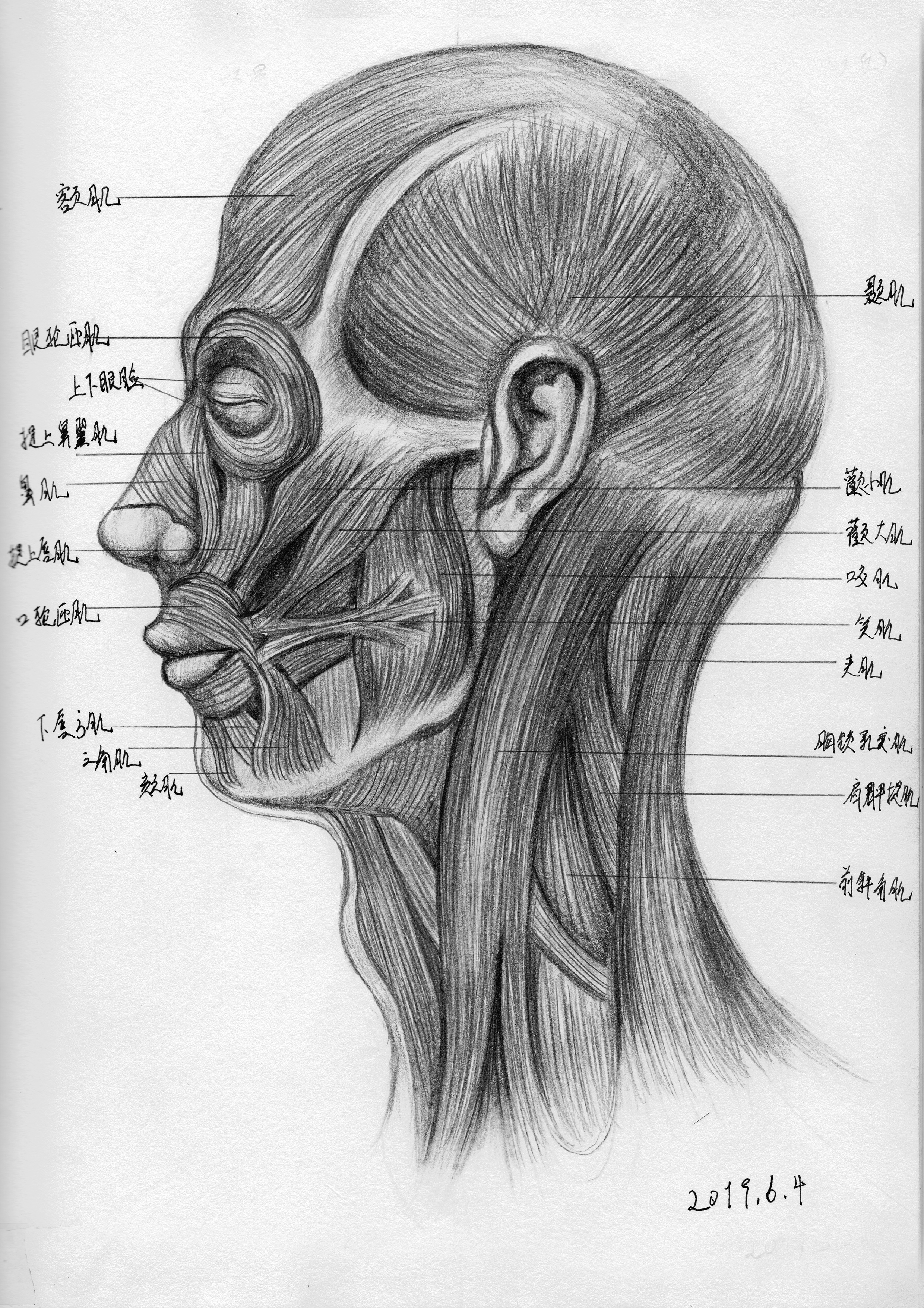 图1-1 表情肌 右侧面观-基础医学-医学