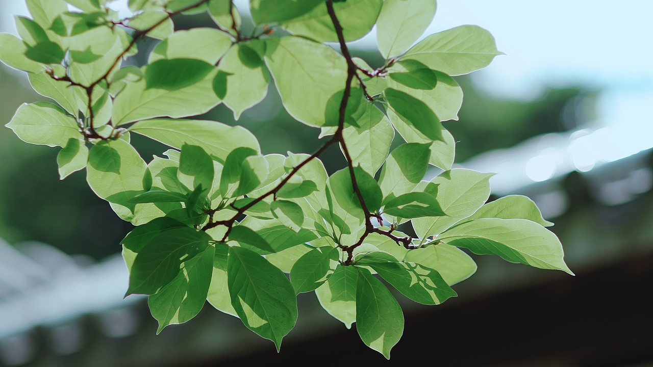 夏日清新普洱茶广告片