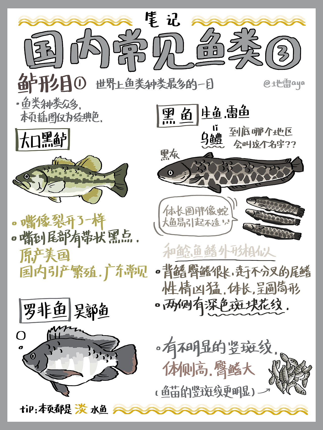 食物笔记–海鲜常见吃的鱼！（图ZMjg3MzQyOTQ4） - 创作习作 - 站酷设计师地雷aya原创素材 - 站酷ZCOOL