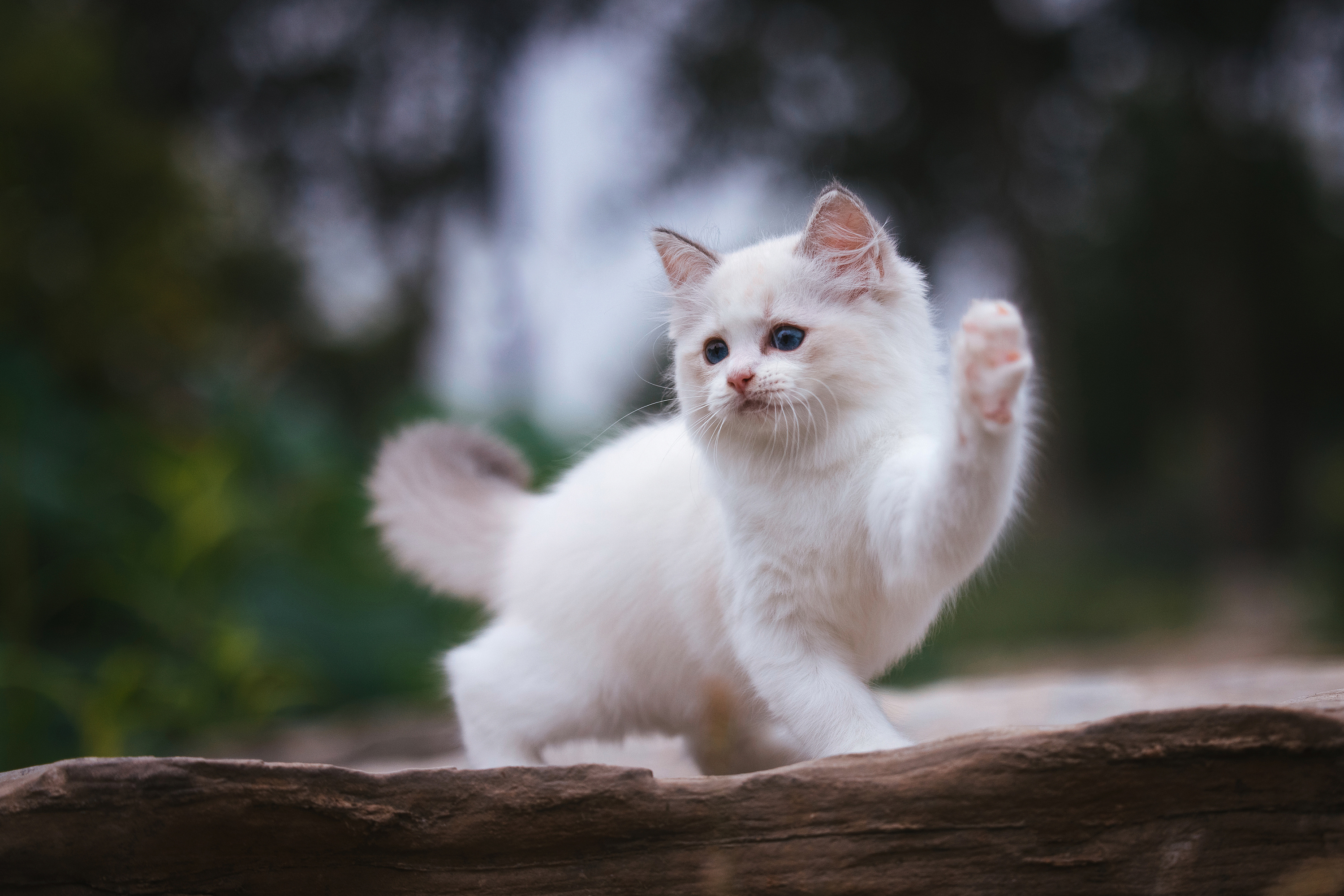 使用佳能eos r5解锁更多猫咪姿势