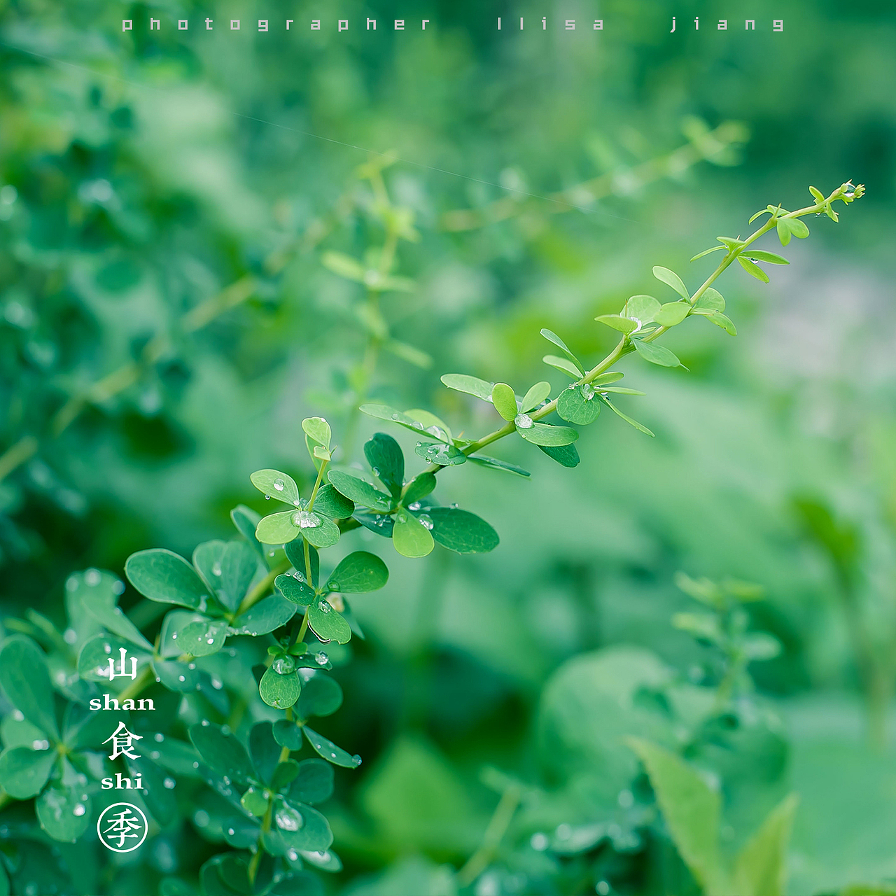 小品四季（图ZMTA4NTgyNTQ0） - 产品摄影 - 站酷设计师挲lisa原创素材 - 站酷ZCOOL