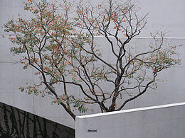 春陽(yáng)·臺(tái)