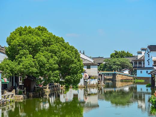 夏日里的一抹翠绿 同里游记
