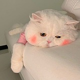 Cccccc小陈的头像