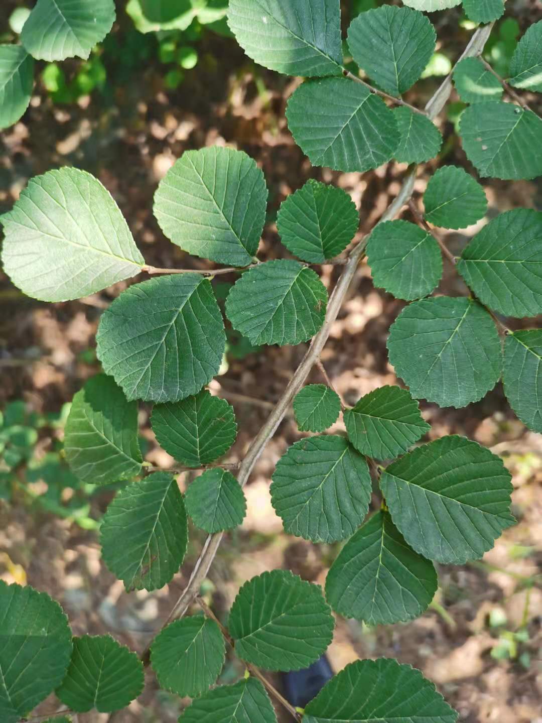 飛鳥的海的個(gè)人主頁(yè)（背景預(yù)覽） - 主頁(yè)背景設(shè)置 - 站酷設(shè)計(jì)師飛鳥的海原創(chuàng)素材 - 站酷ZCOOL