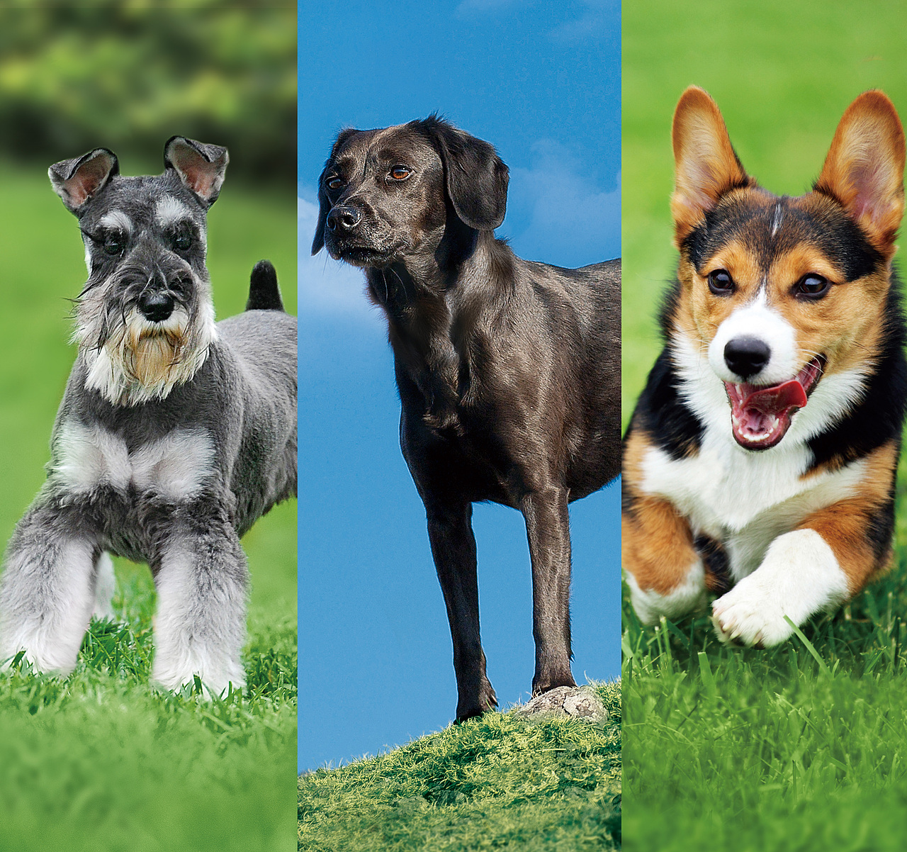 天然寵愛狗糧視覺設計（圖ZMTA4NTgzMTM2） - 海報 - 站酷設計師年糕姐姐WindyQ原創(chuàng)素材 - 站酷ZCOOL