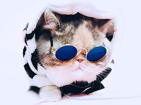 微信表情包—戏精加菲喵