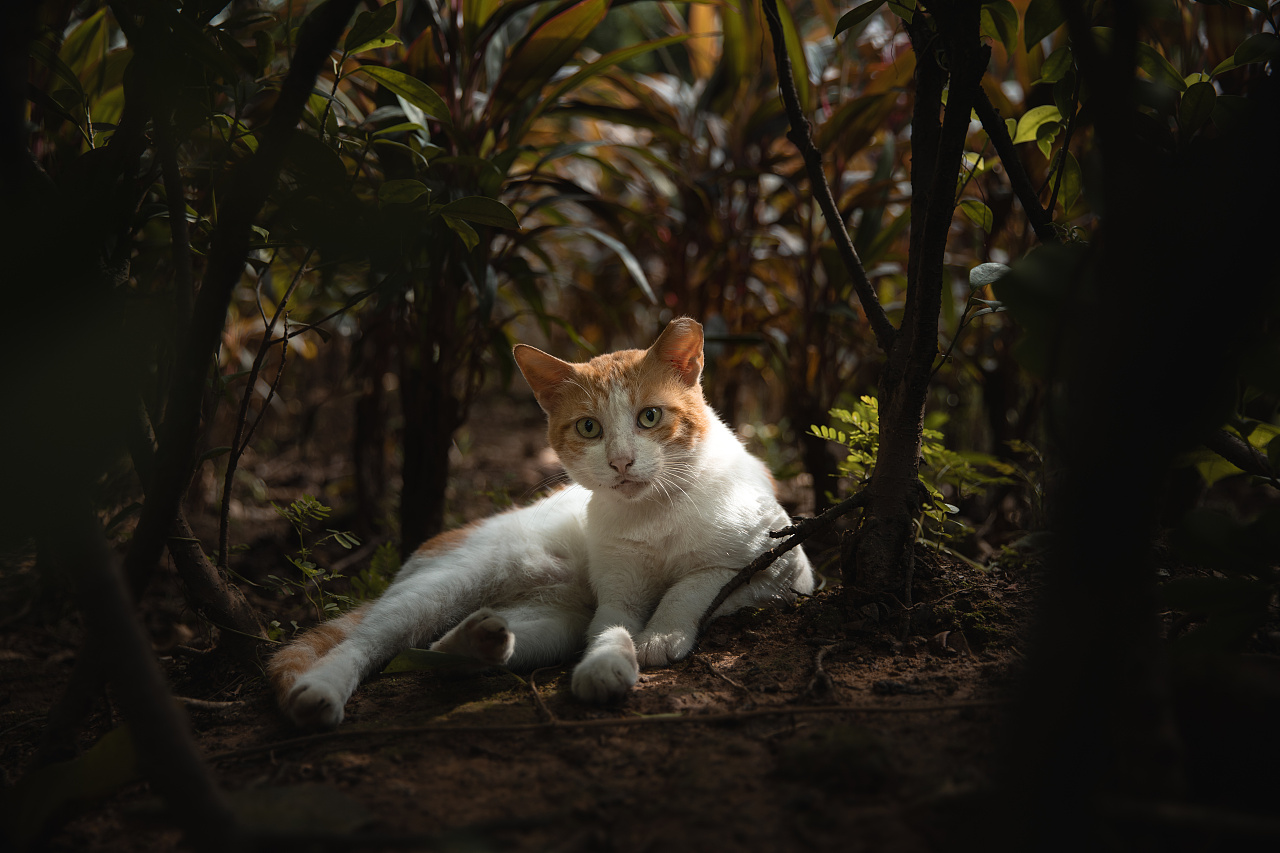 流浪猫