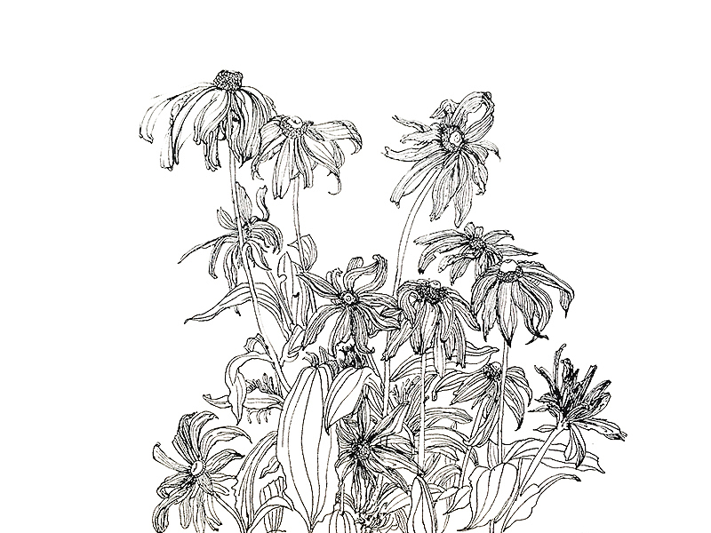 插画 手绘 线描 画画草草