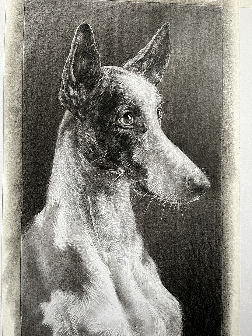 画了一条不知道叫什么的狗！（图ZMzM2NDcwMTY0） - 绘画 - 站酷设计师唐老师的素描课堂原创素材 - 站酷ZCOOL