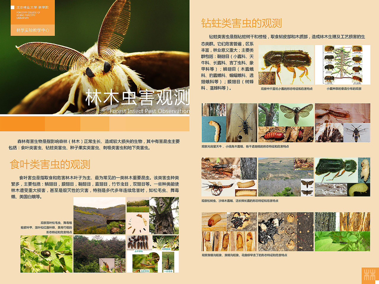 林学院展板设计（图ZMTk5OTQzNjEy） - 宣传物料 - 站酷设计师塞尚狸猫_Lemo原创素材 - 站酷ZCOOL