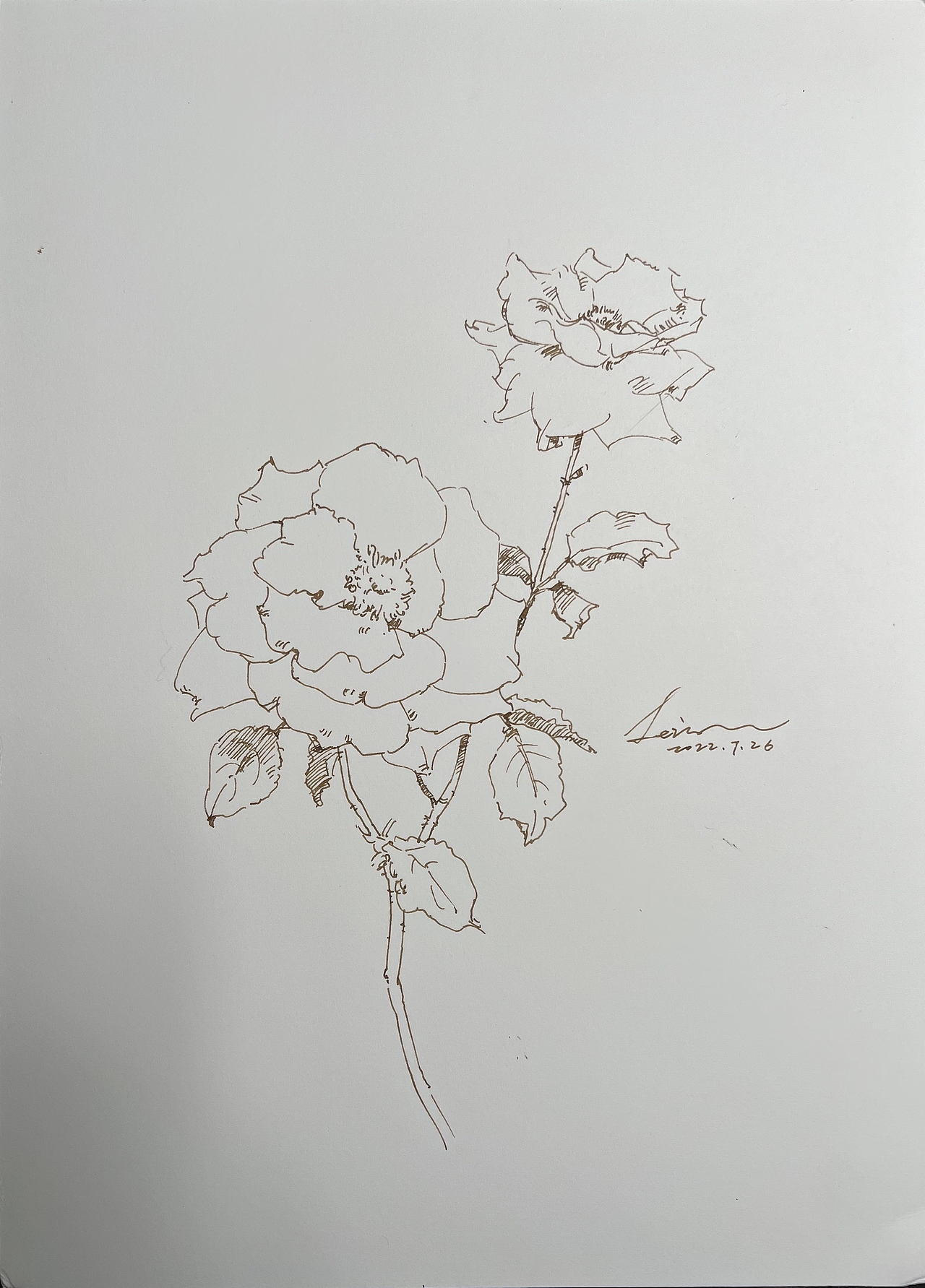 钢笔淡彩花卉,蓝色格劳恩